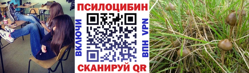 Купить где  Высоцк  Галлюциногенные грибы Cubensis 